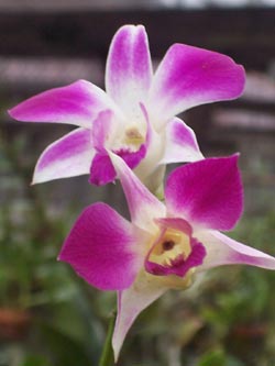 orchid5.jpg